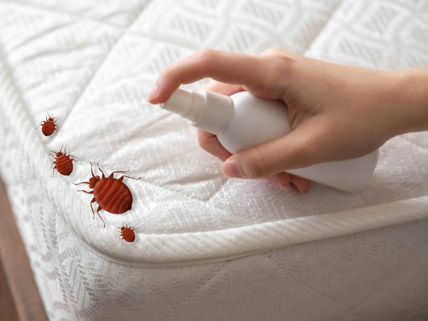 Best Termite Control Services  in West Puente Valley, CA