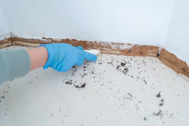 Best Rat Extermination Near Me  in West Puente Valley, CA